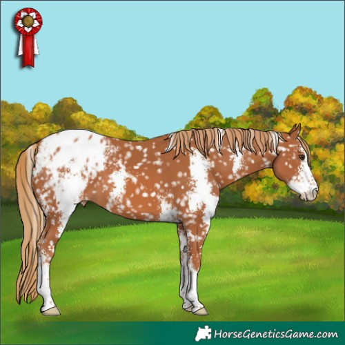 Horse Color:Chestnut Sabino Appaloosa 