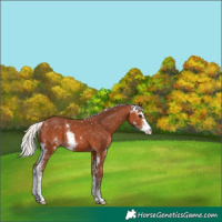 Horse Color:Silver Bay Sabino Appaloosa