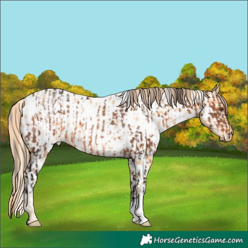 Horse Color:White Spotted Brown Rabicano  and White Spotted Buckskin Pearl Appaloosa Rabicano 