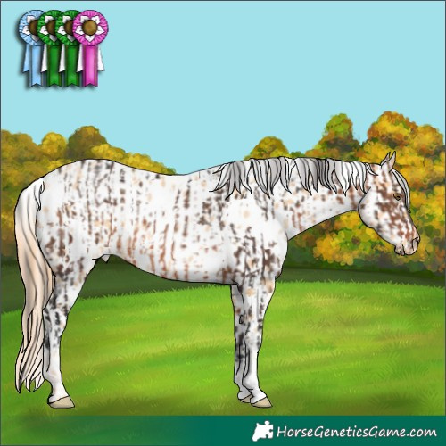 Horse Color:White Spotted Brown Rabicano  and White Spotted Buckskin Pearl Appaloosa Rabicano 