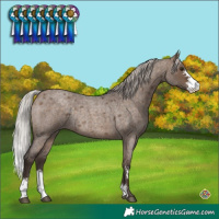 Horse Color:Silver Brown Roan Dun Sabino Rabicano 