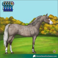 Horse Color:Silver Brown Roan Dun Sabino Rabicano 