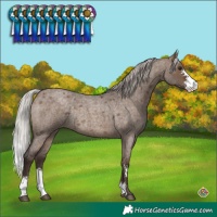 Horse Color:Silver Brown Roan Dun Sabino Rabicano 