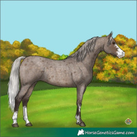 Horse Color:Silver Brown Roan Dun Sabino Rabicano 