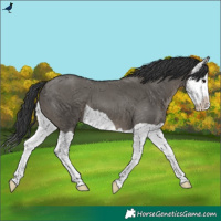 Horse Color:Grullo Splash 