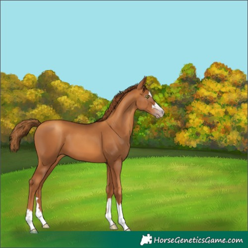 Horse Color:Gray Gold Champagne 
