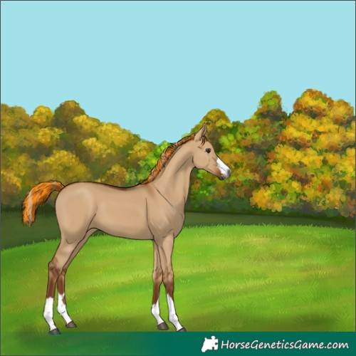 Horse Color:Gray Painted Red Dun 