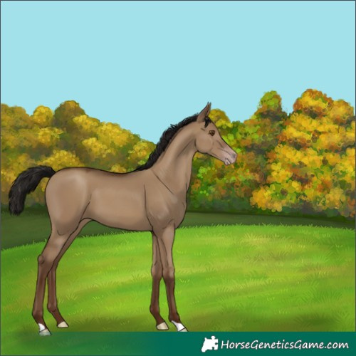 Horse Color:Gray Classic Champagne Dun 