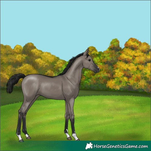 Horse Color:Gray Grullo 