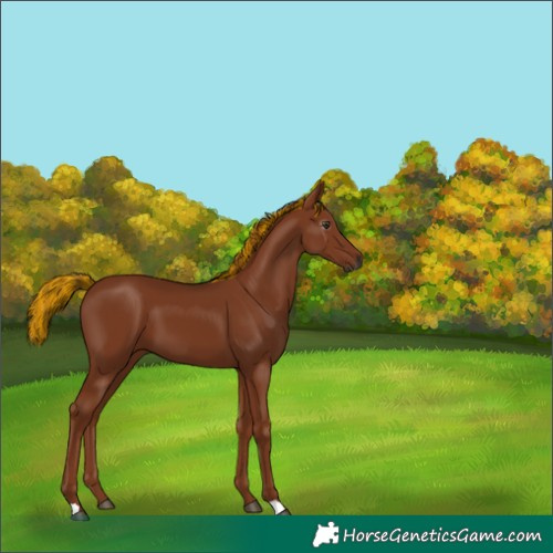 Horse Color:Gray Painted Chestnut 