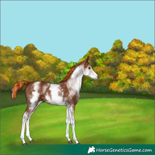 Horse Color:Gray Painted White Spotted Chestnut 