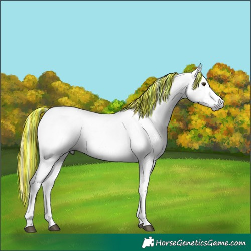 Horse Color:Gray Painted White Spotted Palomino 