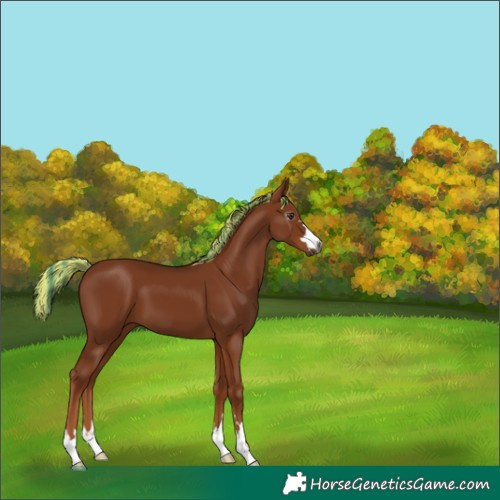 Horse Color:Gray Painted Chestnut 
