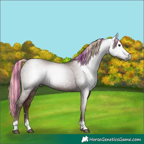 Horse Color:Gray Painted Chestnut 