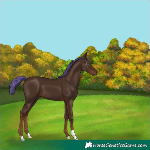 Horse Color:Gray Painted Chestnut 
