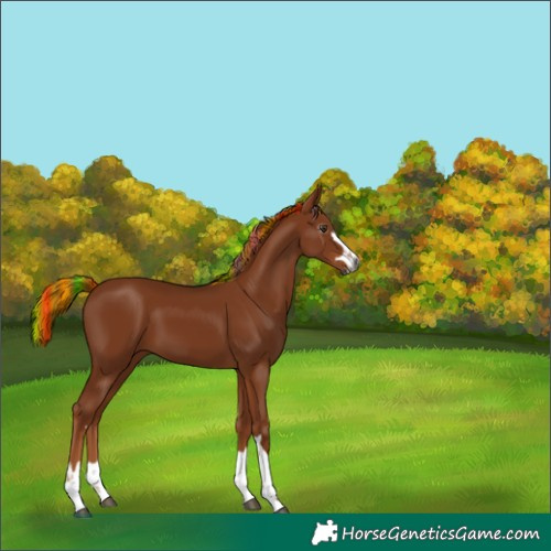 Horse Color:Gray Painted Chestnut 
