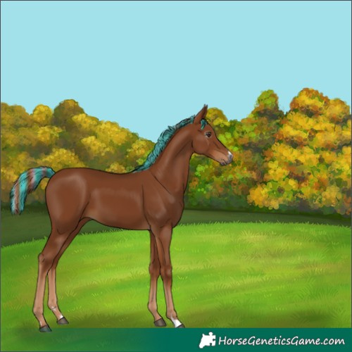 Horse Color:Gray Painted Chestnut 