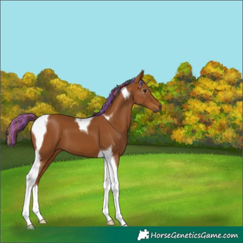 Horse Color:Gray Painted Chestnut Tobiano 