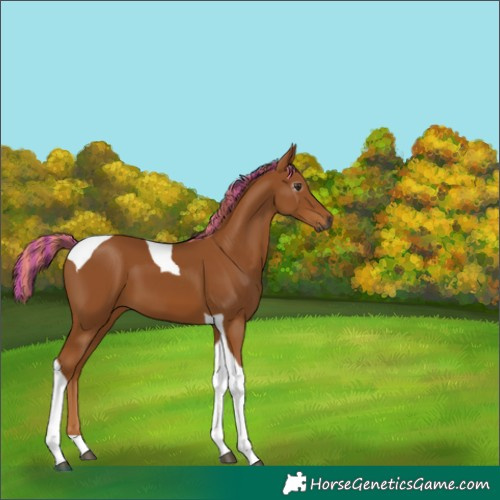 Horse Color:Gray Painted Chestnut Tobiano 