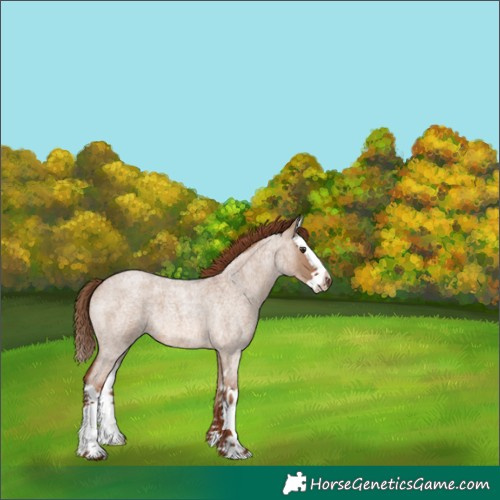 Horse Color:Red Dun Roan Splash 