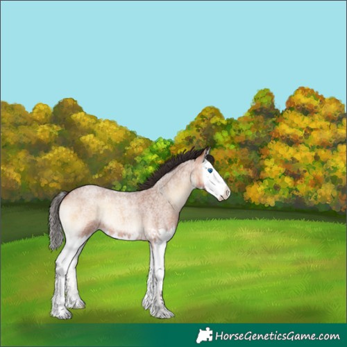 Horse Color:White Spotted Bay Roan Onyx Splash 