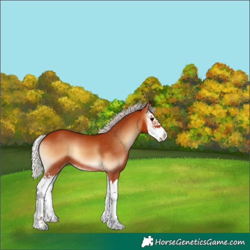 Horse Color:Silver Bay Onyx Splash 