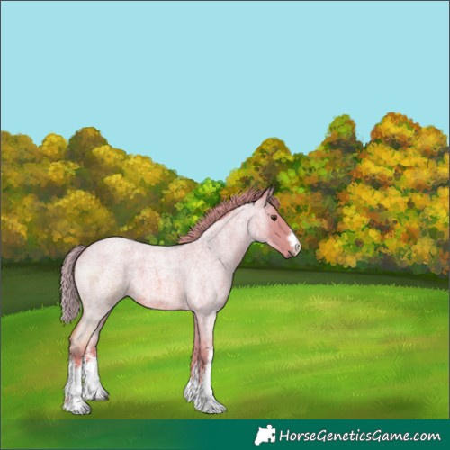 Horse Color:Watercolor White Spotted Red Roan 