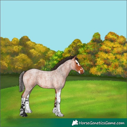 Horse Color:Bay Roan Splash Rabicano 