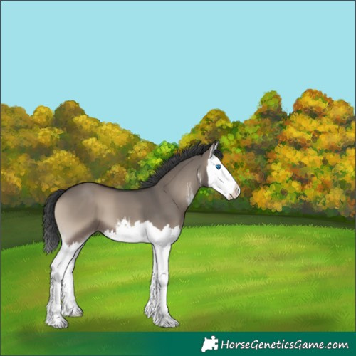 Horse Color:White Spotted Grullo Onyx Splash 