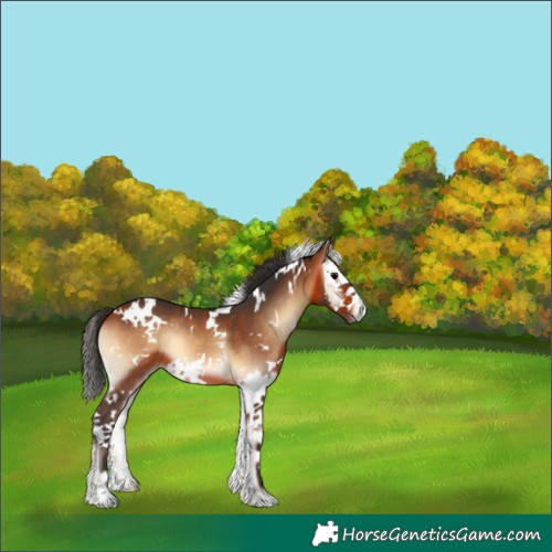 Horse Color:White Spotted Bay Onyx Splash 