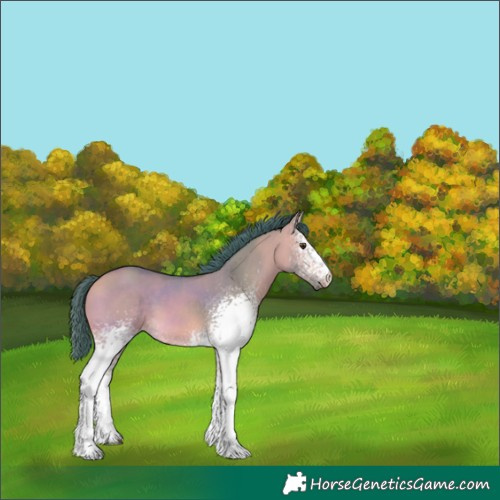 Horse Color:Watercolor White Spotted Buckskin Dun 