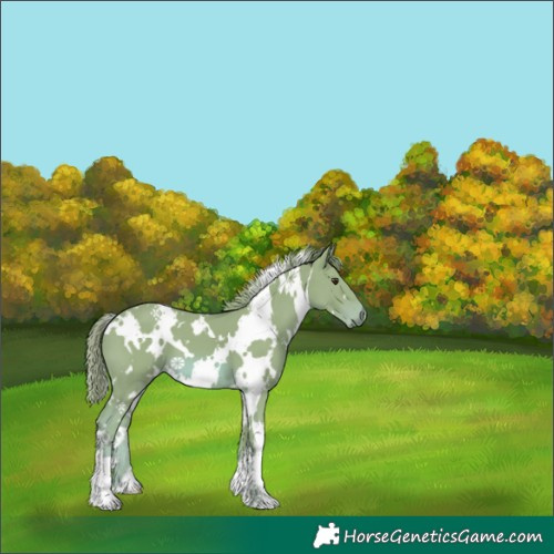 Horse Color:Watercolor White Spotted Chestnut 