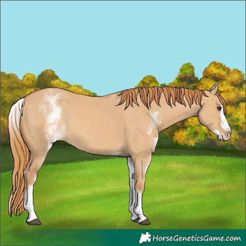 Horse Color:White Spotted Red Dun Rabicano  and White Spotted Red Dun Splash Rabicano 