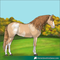 Horse Color:White Spotted Red Dun Rabicano  and White Spotted Red Dun Splash Rabicano 