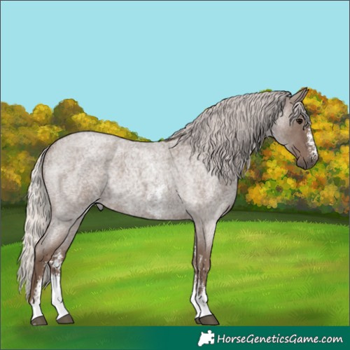 Horse Color:Silver Blue Roan Sabino 