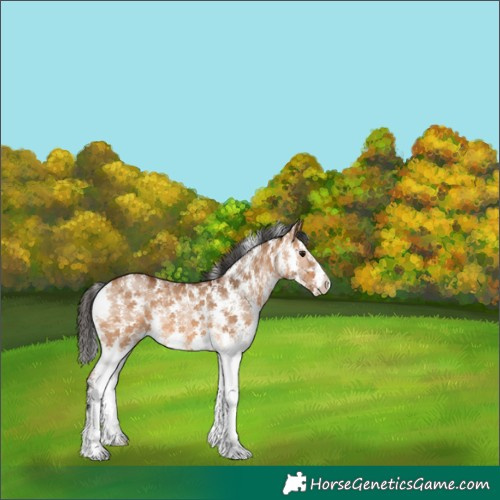 Horse Color:Bay Dun Sabino Rabicano 