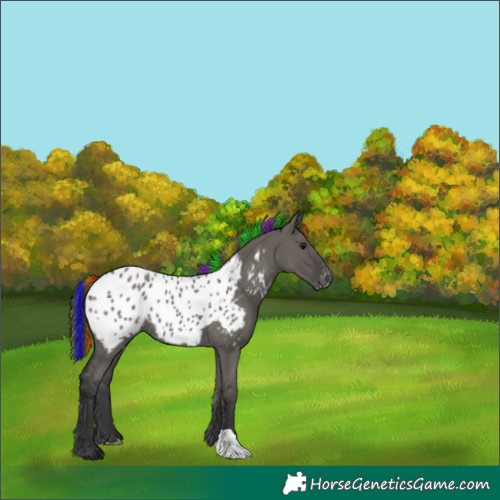 Horse Color:Painted Grullo Appaloosa Rabicano 