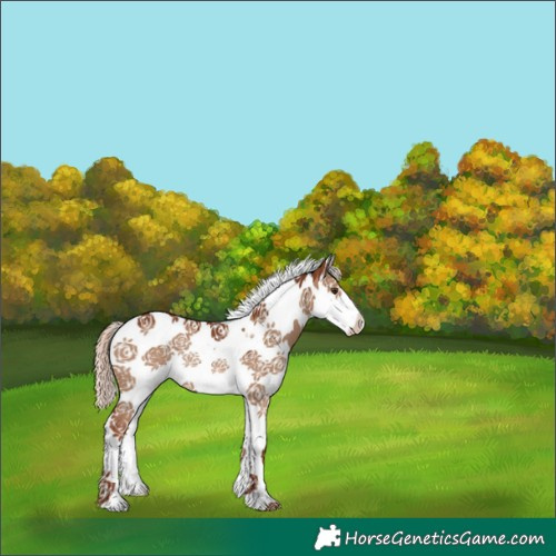 Horse Color:Red Dun Splash Tobiano Rabicano 