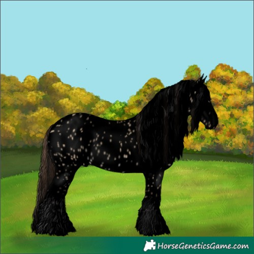 Horse Color:Void Bay Dun Leopard Rabicano 