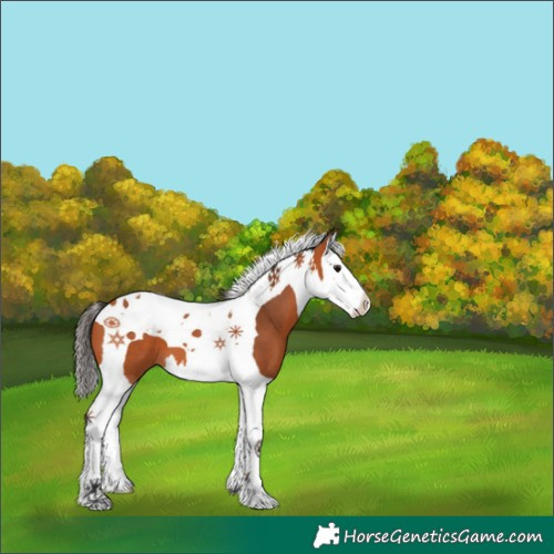 Horse Color:Bay Splash Tobiano 