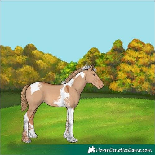 Horse Color:Red Dun Tobiano Appaloosa 
