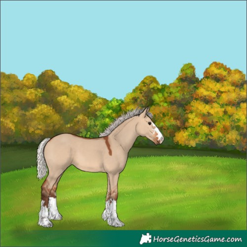 Horse Color:Silver Bay Dun 