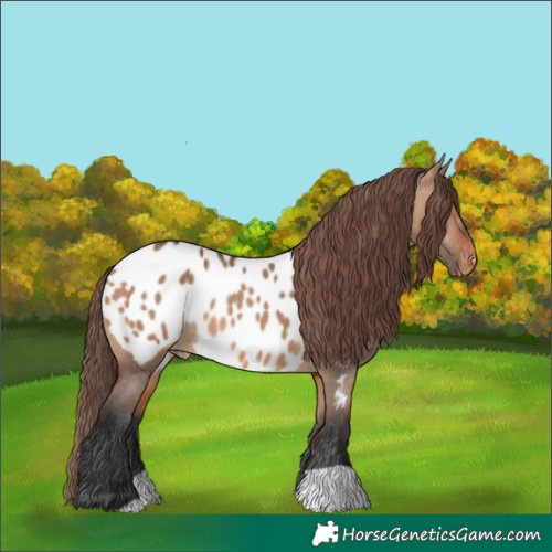 Horse Color:Bay Dun Blanket Rabicano 