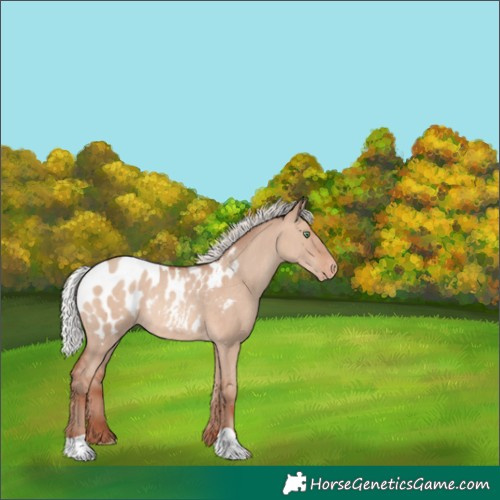 Horse Color:Silver Sable Champagne Dun Appaloosa Rabicano 