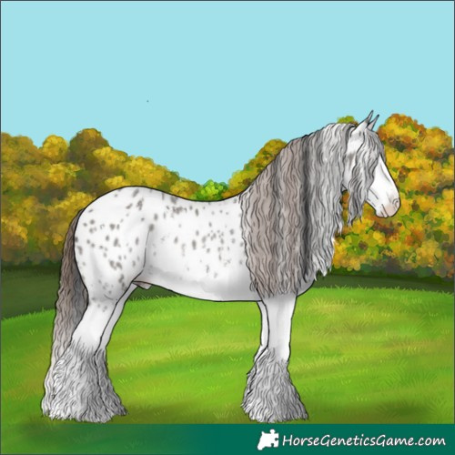 Horse Color:Grullo Sabino Splash Appaloosa Rabicano 