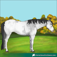 Horse Color:White Spotted Blue Roan Rabicano  and White Spotted Blue Roan Blanket Rabicano 