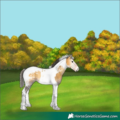 Horse Color:Buckskin Onyx Tobiano 