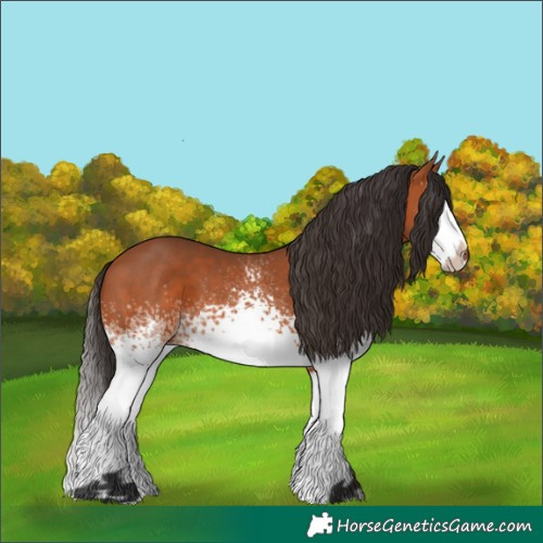 Horse Color:White Spotted Bay Splash 