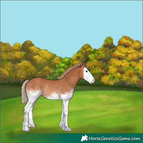 Horse Color:White Spotted Chestnut Splash Rabicano 