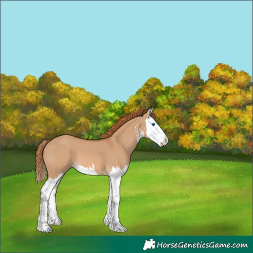 Horse Color:White Spotted Red Dun Splash 